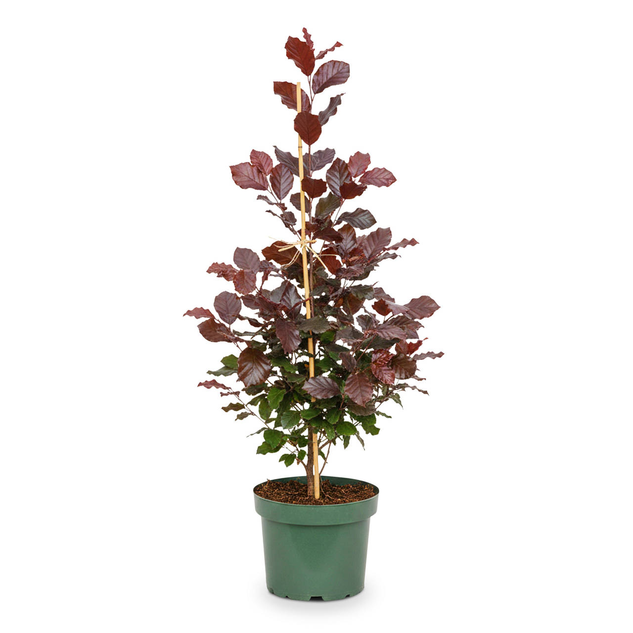 Blutbuche 80 cm image number 0